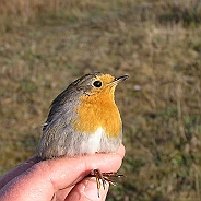 Rödhake, Sundre 20050510